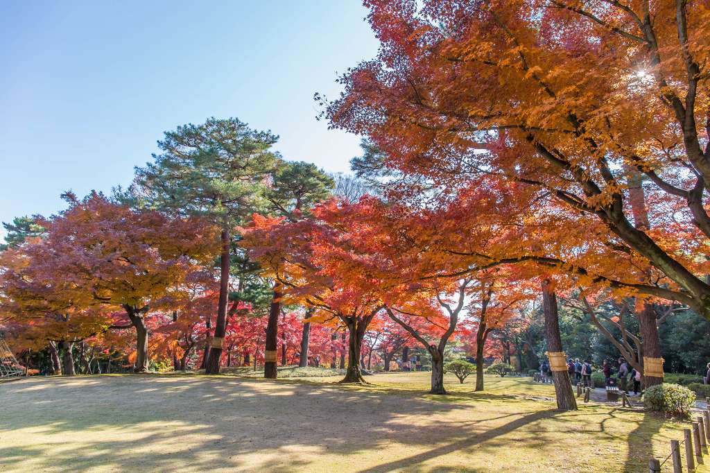 殿ヶ谷戸公園の紅葉_f0044056_08332586.jpg