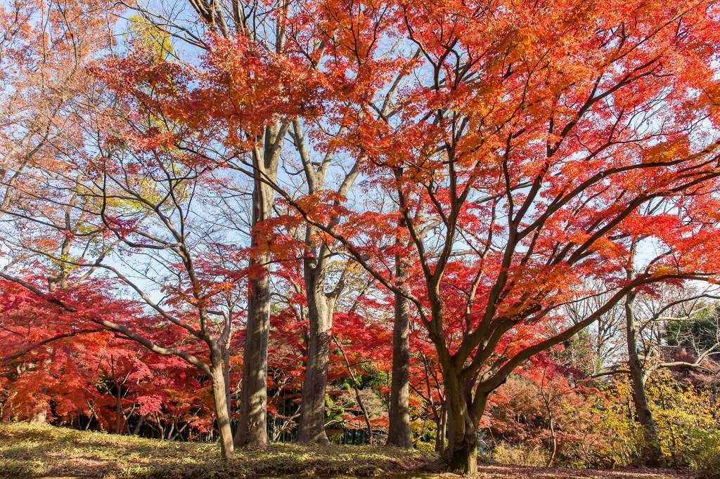 殿ヶ谷戸公園の紅葉_f0044056_08342217.jpg