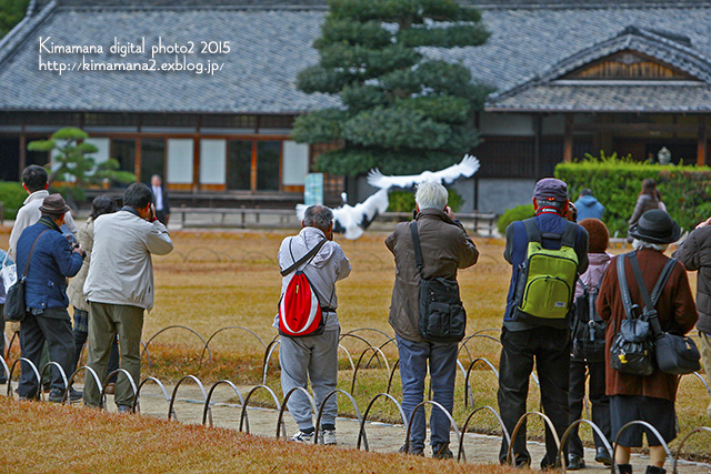 タンチョウの園内散策　「後楽園」-2_f0324756_1071658.jpg