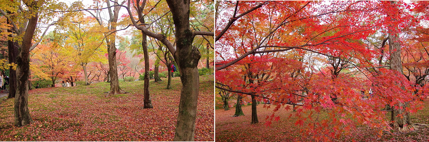 ２０１５．１１．３０－１２．３　京都・紅葉　東福寺　　　２０１５．１２．１６ （記）_a0181059_9485159.jpg