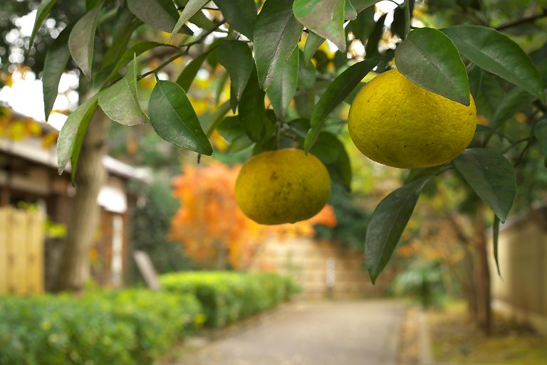 小田原文学館（１２月１４日）_c0057265_1953186.jpg