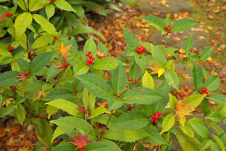 小田原文学館（１２月１４日）_c0057265_195654100.jpg