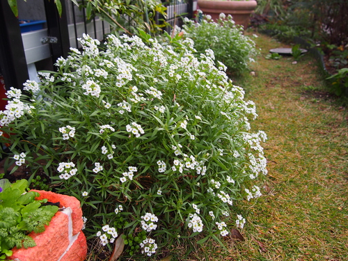 b0194267_19221869.jpg
