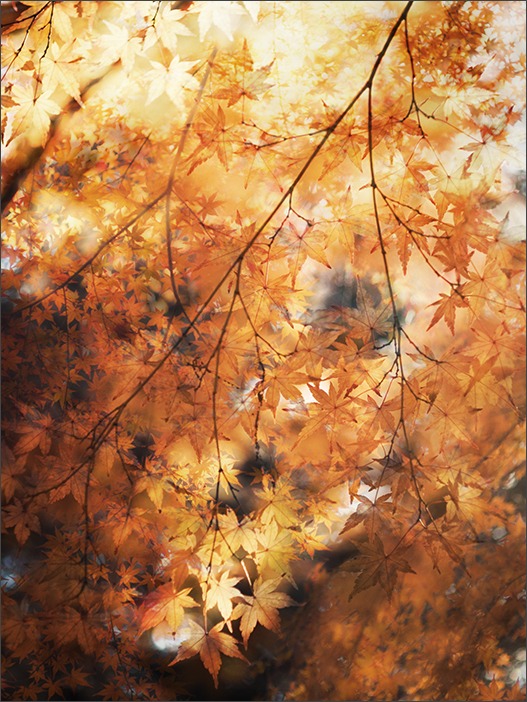 2015年、いつもの紅葉_a0161380_0571674.jpg