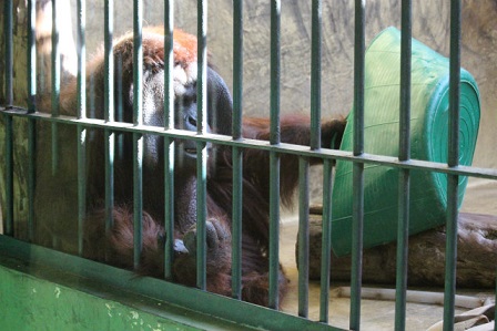 円山動物園　ハヤト　特別に見せるよ_f0297893_18502186.jpg