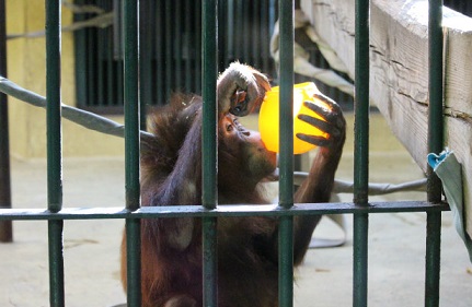 円山動物園　ハヤト　特別に見せるよ_f0297893_18521115.jpg