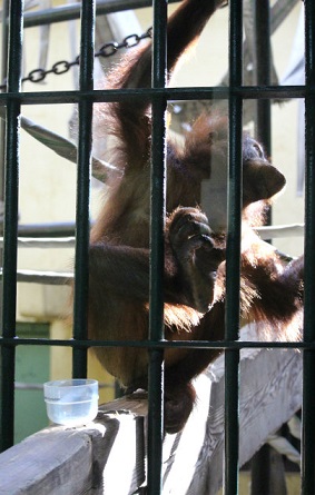 円山動物園　ハヤト　特別に見せるよ_f0297893_18545790.jpg