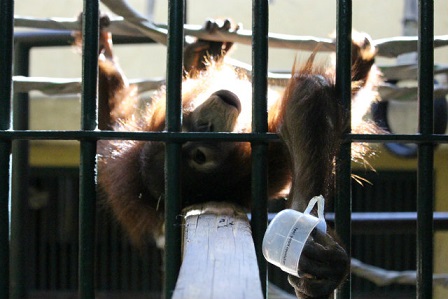 円山動物園　ハヤト　特別に見せるよ_f0297893_18593932.jpg