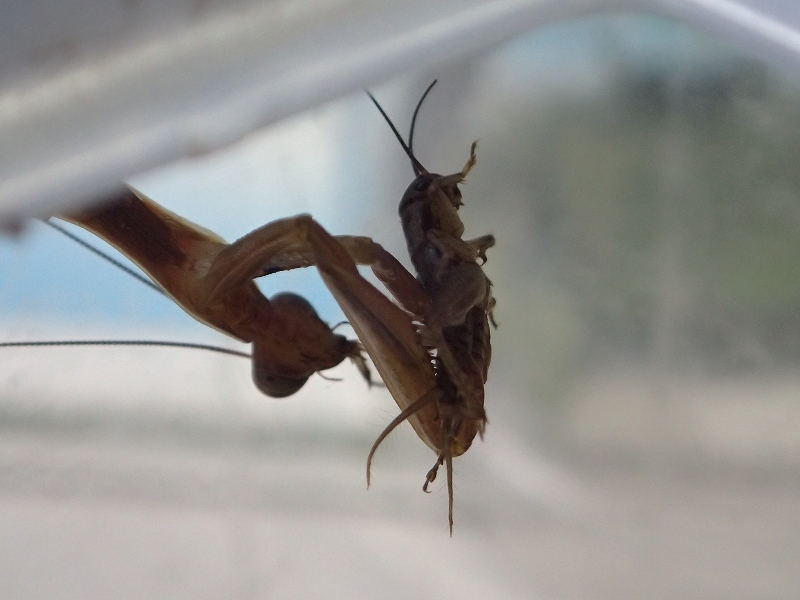 カマキリ幼虫飼育_e0250495_20405580.jpg