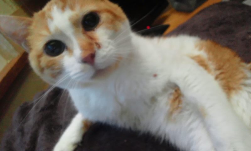 歩生くんの検査結果_f0242002_20531073.jpg
