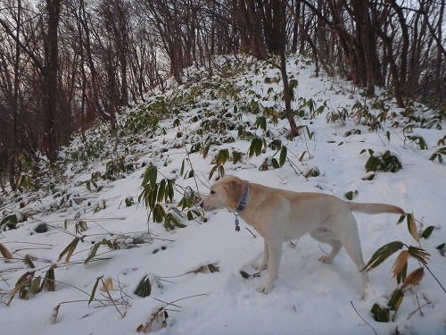 雪融け、キチャない(+_+)_f0082103_9562720.jpg