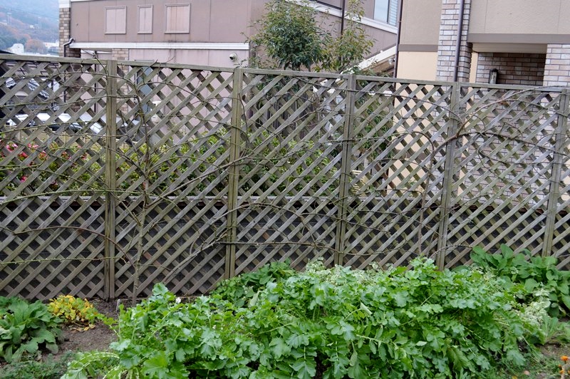 d0096422_1255528.jpg