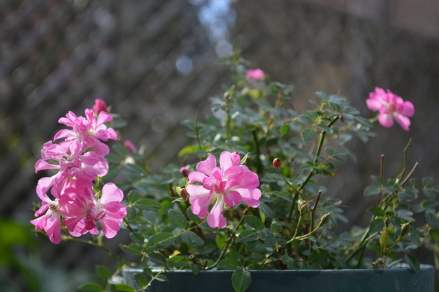 d0096422_1331793.jpg