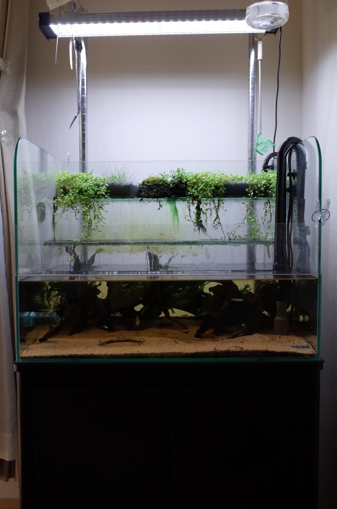 アクアリウム プレコ コリドラス 水槽 好事家な生活