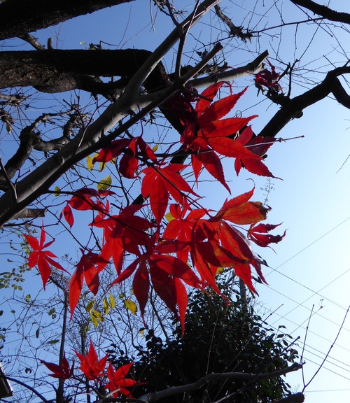 a0050728_1555317.jpg