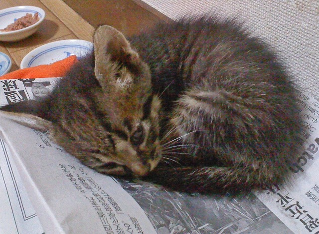 4日目の仔猫はまだ天使だった♪_b0166128_17522054.jpg