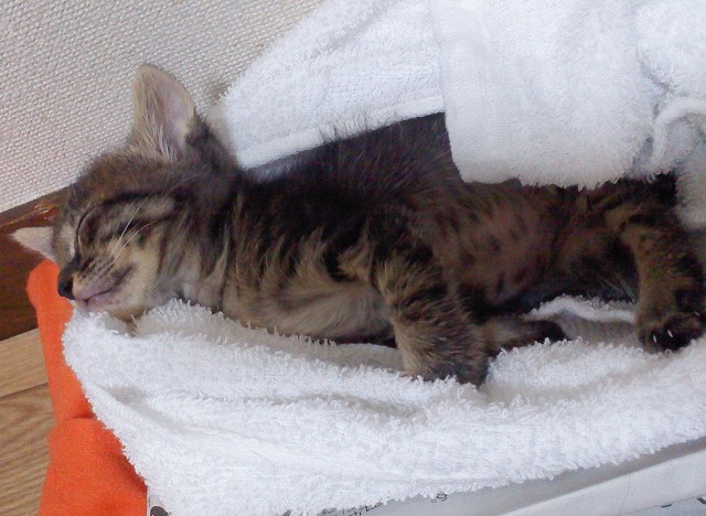 4日目の仔猫はまだ天使だった♪_b0166128_1757742.jpg