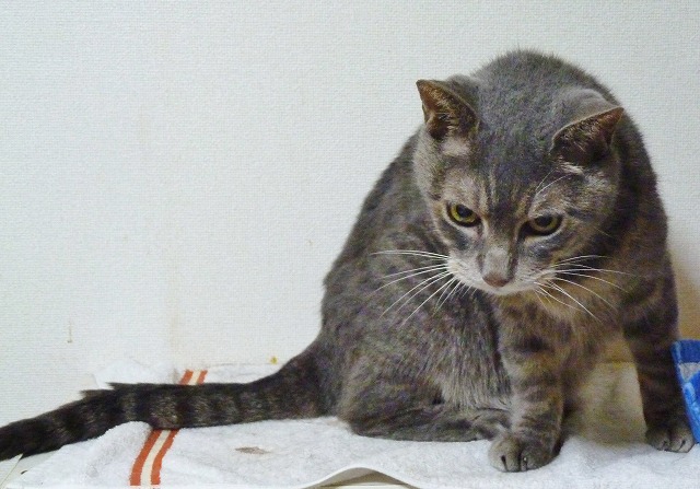 4日目の仔猫はまだ天使だった♪_b0166128_18181479.jpg