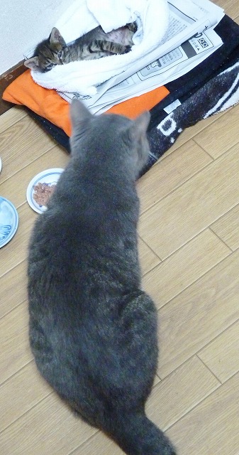 4日目の仔猫はまだ天使だった♪_b0166128_1893346.jpg