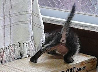 まるで親子のようなキジトラの猫_b0166128_1972494.jpg