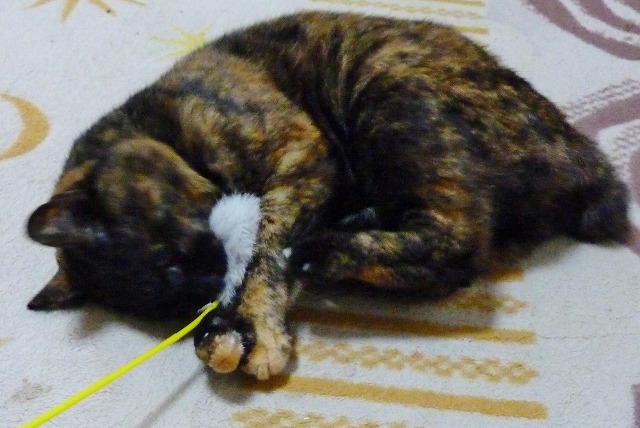 悲劇のヒロインタイプ?新猫わび_b0166128_9102356.jpg
