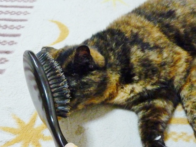 悲劇のヒロインタイプ?新猫わび_b0166128_910740.jpg