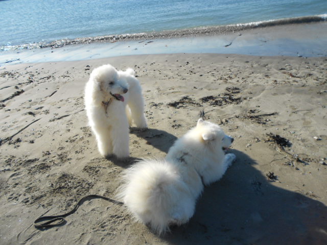 c0122633_22415156.jpg