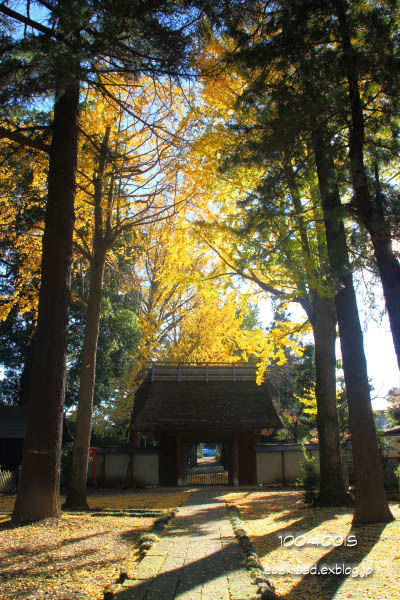 《花》　黄葉　18-270mm　（吉祥寺）_c0080036_234328.jpg