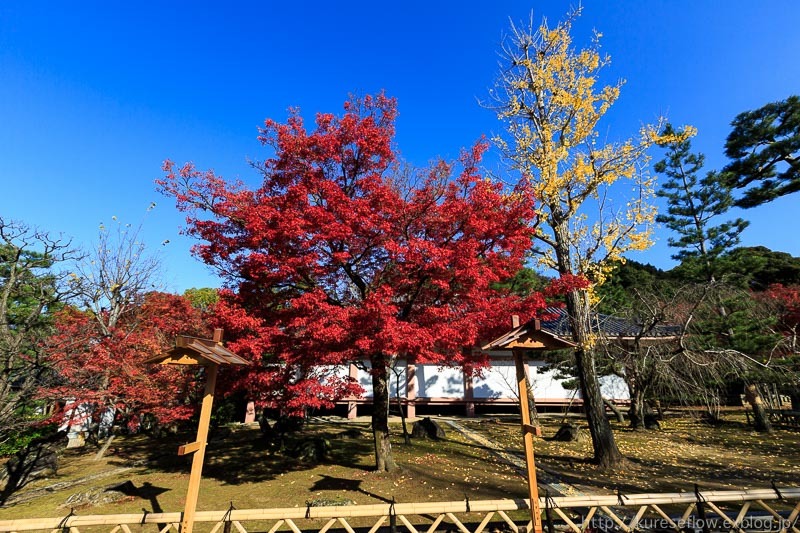 遅れて色づいた紅葉の智積院_b0325840_21203992.jpg