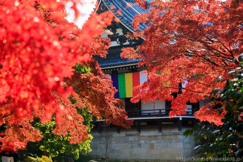 遅れて色づいた紅葉の智積院_b0325840_21213197.jpg