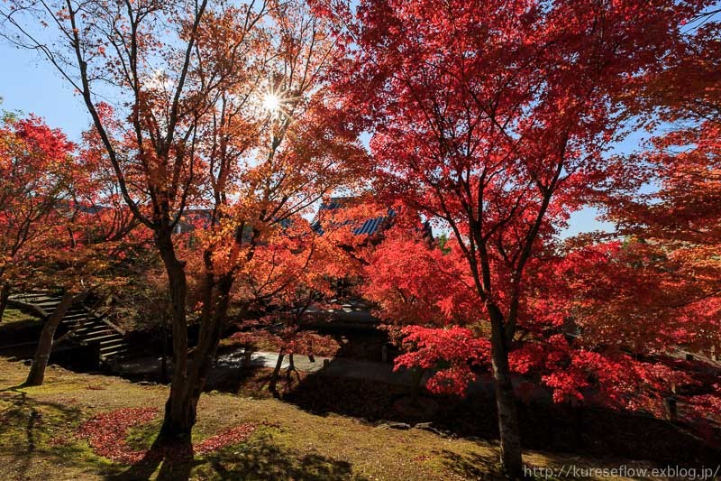 遅れて色づいた紅葉の智積院_b0325840_21220254.jpg