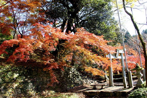 秋月散策　（１）　眼鏡橋、杉の馬場、黒門、垂裕神社_c0011649_19403466.jpg