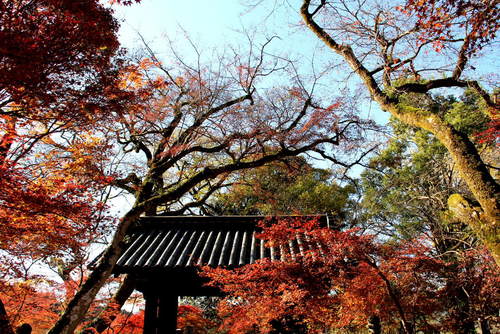 秋月散策　（１）　眼鏡橋、杉の馬場、黒門、垂裕神社_c0011649_2031779.jpg