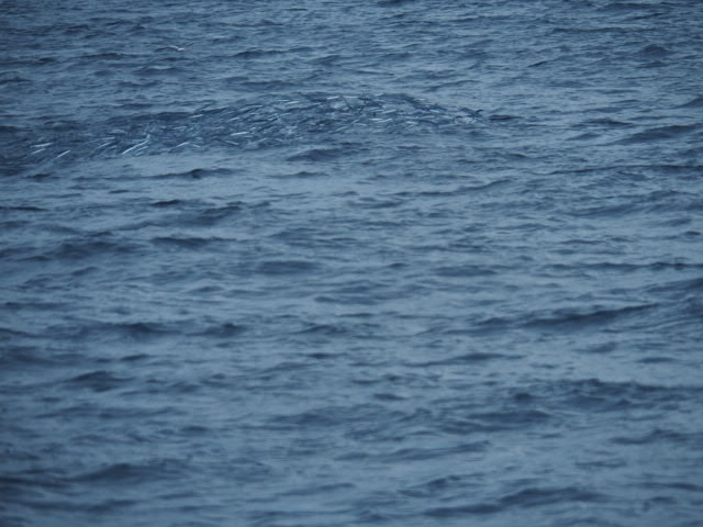 a0248152_18414225.jpg