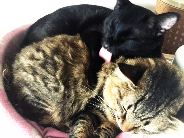 ◆「黒猫は幸せを運んでくれるよ」_b0008655_00165854.jpg