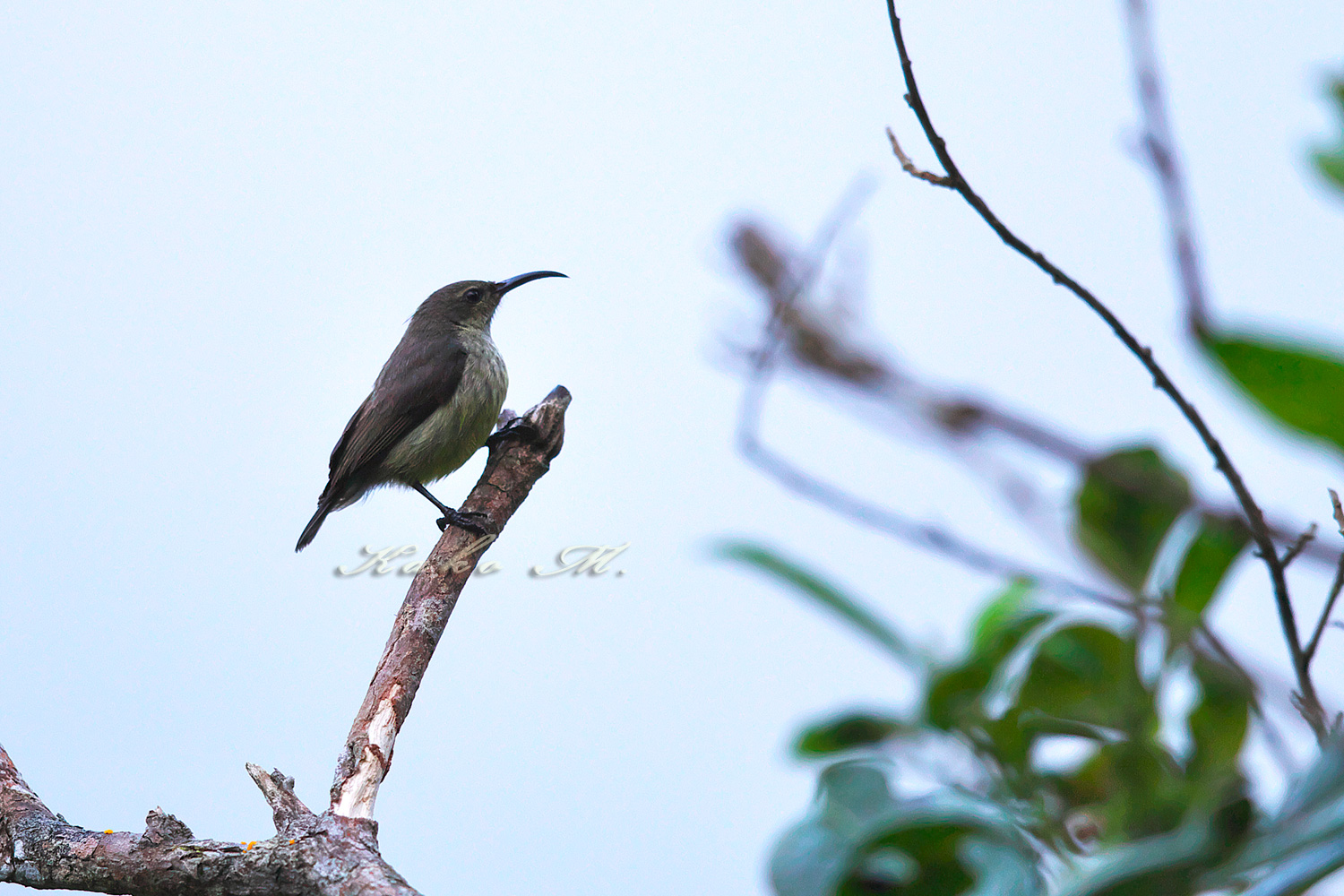 ※マダガスカルタイヨウチョウ♀ Madagascar Green Sunbird　_d0013455_10264044.jpg