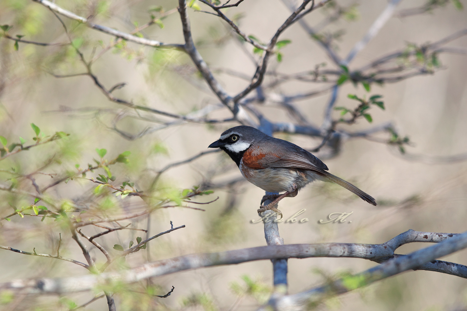 ※カタアカオオハシモズ　Red-shouldered Vanga　_d0013455_12514794.jpg