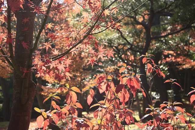 １２月７日　由志園の紅葉_f0340155_15291581.jpg