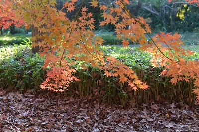 今年の紅葉写真は…_b0017559_6504517.jpg