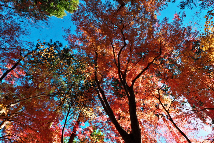 紅葉2015　　　光明寺　　　　　　　　　　　　　　　　　　　　　　　　　_f0021869_0202064.jpg