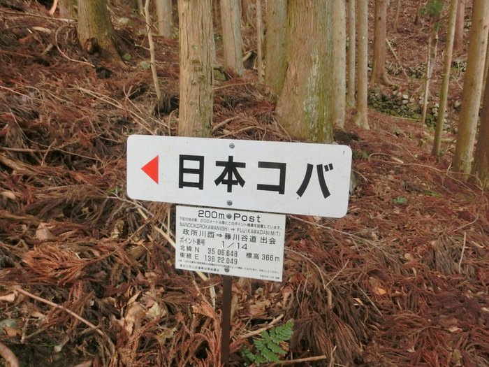 No422　鈴鹿山系西端の日本コバ_b0185573_1115015.jpg