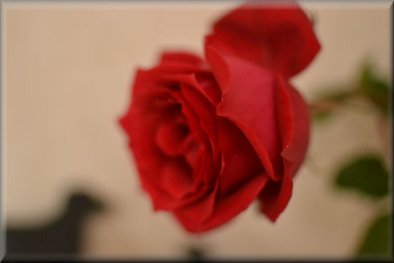 e0099375_91044.jpg