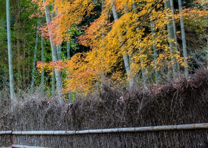 嵯峨野散策２（常寂光寺）_e0341875_19453860.jpg