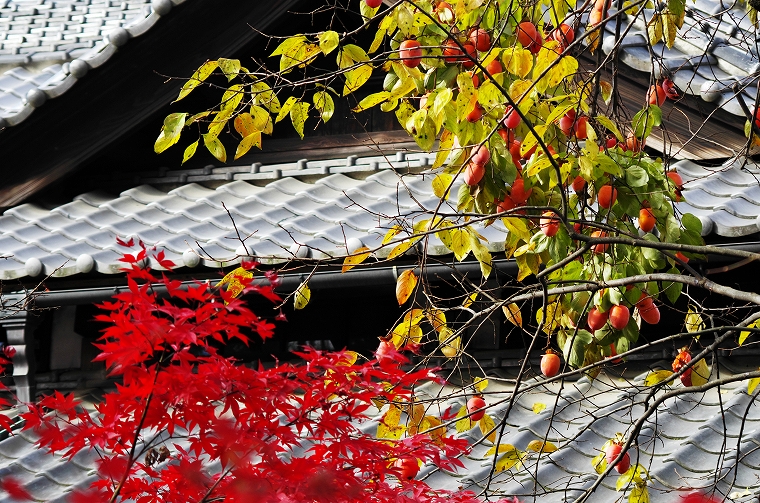 2015平林寺の紅葉-3_c0313080_0202341.jpg