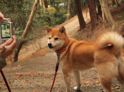 こんぴらさん と まんのう公園 ①_e0012580_15082924.jpg