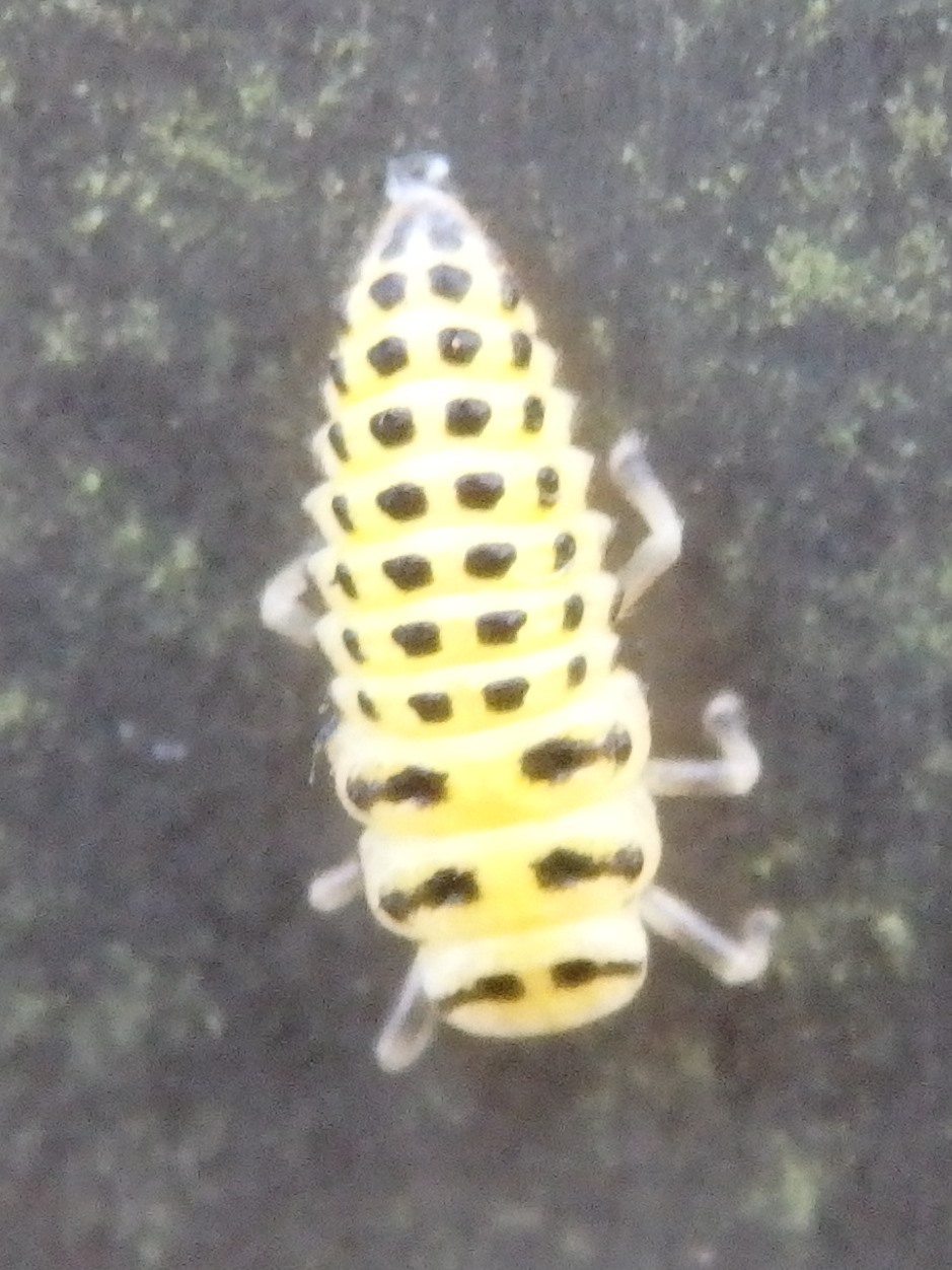 写ればおっけー コンデジで虫写真 写ればおっけー コンデジで虫写真