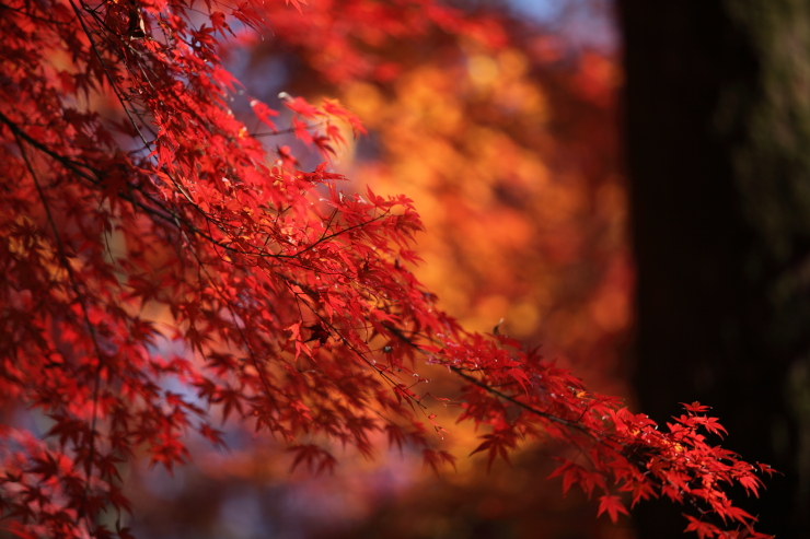 「　フィナーレ　」　東京　小石川後楽園　紅葉　part2_f0164989_0151799.jpg