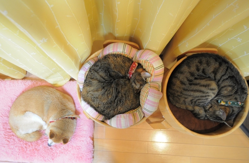またあした_a0126590_23395395.jpg