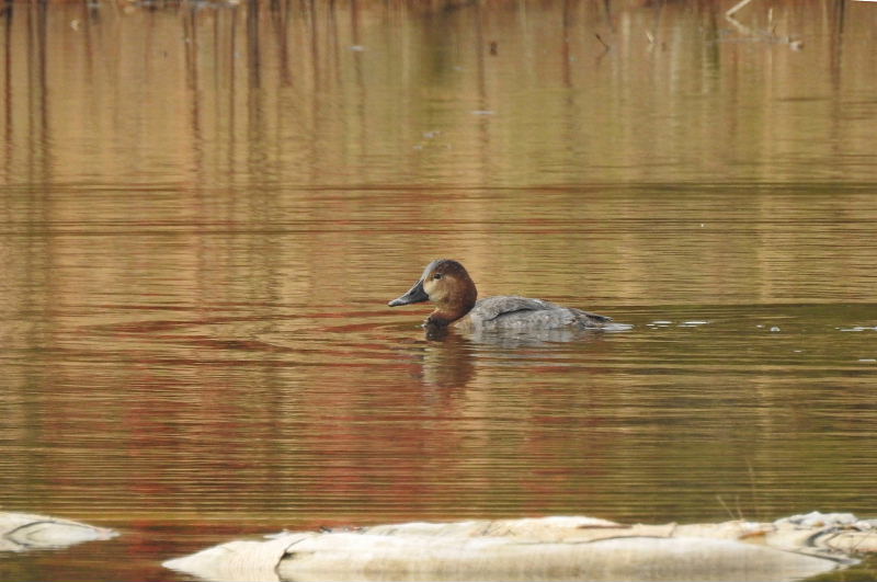 コンテナ船ＥＤＩＳＯＮ・野鳥園（ホシハジロ・カルガモ・モズ♂）・ジョウビタキ_d0261298_7362589.jpg