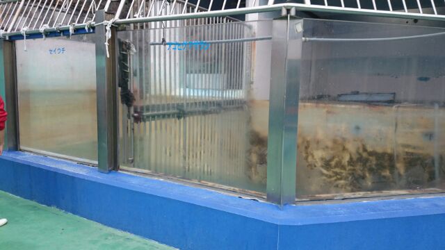 水族館 アクリル くすみ キズ 鱗状痕 磨き 大阪 貝塚の巻_a0197623_1845413.jpg